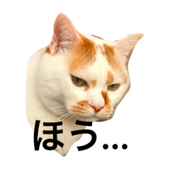 [LINEスタンプ] 「今日のてつこま」のてっちゃんです。