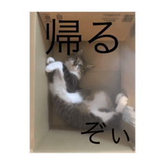 [LINEスタンプ] うちのかわいい猫達 ぺろ邸2