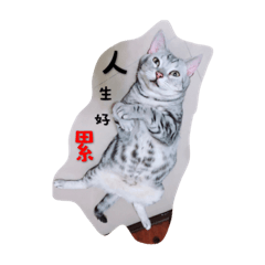 [LINEスタンプ] Patrick cat life