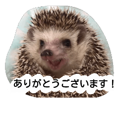 [LINEスタンプ] ハリネズミのトゲクリフ 日常