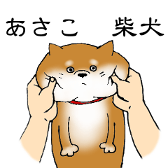 [LINEスタンプ] 【あさこ】の柴犬