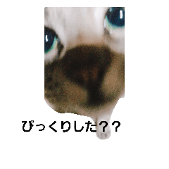 [LINEスタンプ] ねこちゃんの気持ち！