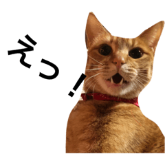 [LINEスタンプ] 犬と猫 うりにゃんぺ