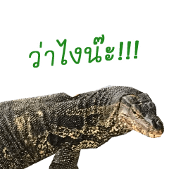 [LINEスタンプ] Giant Varanus salvator