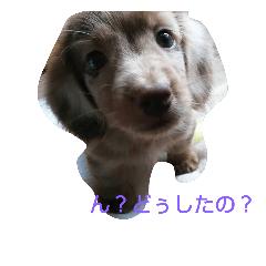 [LINEスタンプ] 《マロン！》