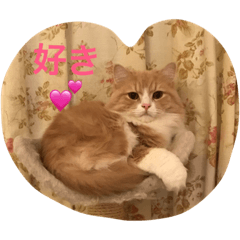 [LINEスタンプ] 猫のコロンのスタンプです