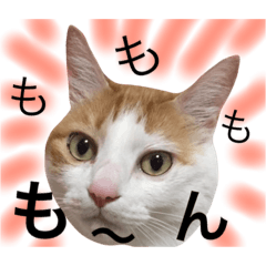 [LINEスタンプ] 猫写真スタンプ 白茶トラのもんちゃん3