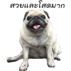 [LINEスタンプ] Puglism