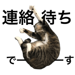 [LINEスタンプ] 猫姉弟第2弾