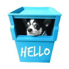 [LINEスタンプ] Cartoon the Chihuahua