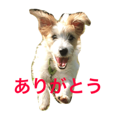 [LINEスタンプ] マイロさんのスタンプ