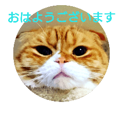 [LINEスタンプ] ぼく きなこ。 ①