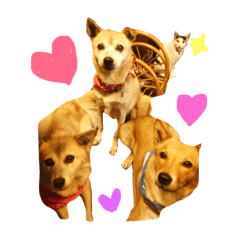 [LINEスタンプ] 斉藤家の犬猫2