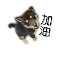 [LINEスタンプ] Shiba ArnoBae