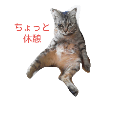 [LINEスタンプ] ぐーたら猫生活