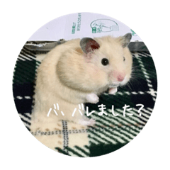 [LINEスタンプ] 変顔だいず