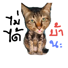 [LINEスタンプ] Emotion'Cats