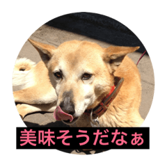 [LINEスタンプ] 雑種犬 マイロ