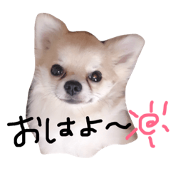 [LINEスタンプ] 短足チワワぽんずくん