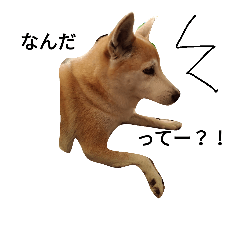 [LINEスタンプ] ちゃーーさん