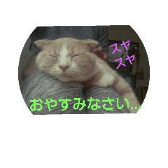 [LINEスタンプ] 猫ちゃんたちの一日