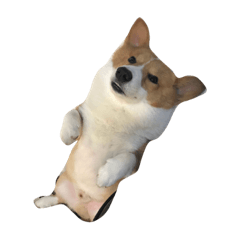 [LINEスタンプ] Manto corgi