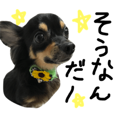 [LINEスタンプ] チワワのミリー