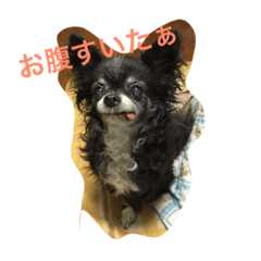 [LINEスタンプ] ちわわのちぇりたん