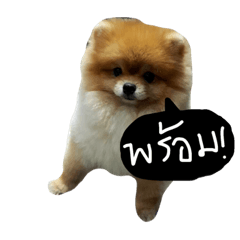 [LINEスタンプ] DoggiePoo