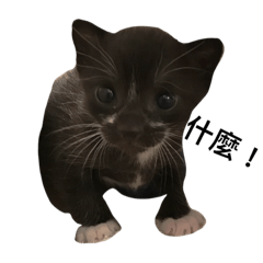 [LINEスタンプ] kitten go go