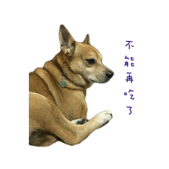 [LINEスタンプ] TAIWAN DOG'S LIFE