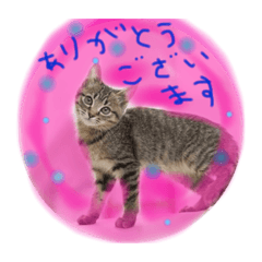 [LINEスタンプ] 猫にゃん（敬語）スタンプ