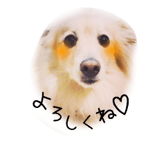 [LINEスタンプ] もふもふワンコの日常