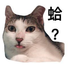 [LINEスタンプ] mycatisbest