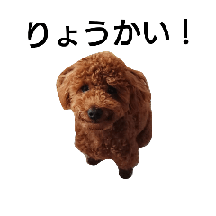 [LINEスタンプ] トイプードル！！！