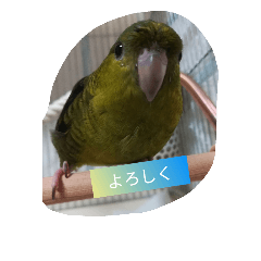 [LINEスタンプ] Bird stamp1