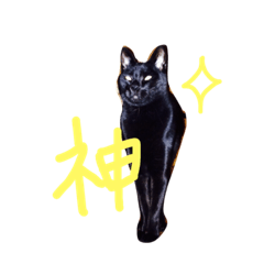 [LINEスタンプ] みんなの黒い猫