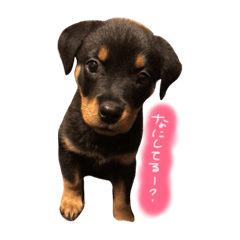 [LINEスタンプ] Rottweiler ( ten )