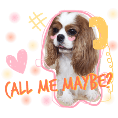 [LINEスタンプ] Alice the Cav :  family edition