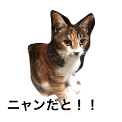 [LINEスタンプ] ニャンだと！！