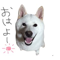 [LINEスタンプ] 白虎丸