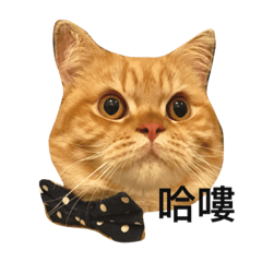 [LINEスタンプ] sakanacat