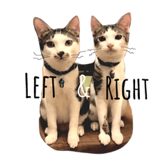 [LINEスタンプ] Left and Right the Cats