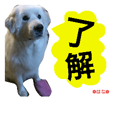 [LINEスタンプ] グレートピレニーズ はな パート2