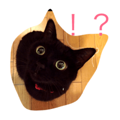 [LINEスタンプ] 黒猫 マメ