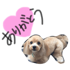 [LINEスタンプ] マルプーメイちゃんの日常一言