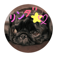 [LINEスタンプ] りんちゃんかわいい♡