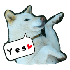 [LINEスタンプ] SHIBA INU Japanese dog 2