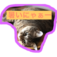 [LINEスタンプ] にゃんにゃんぴーちゃん