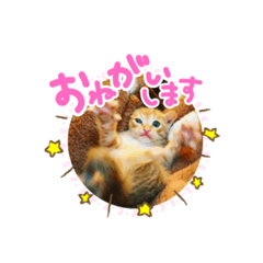 [LINEスタンプ] Happiness cat's